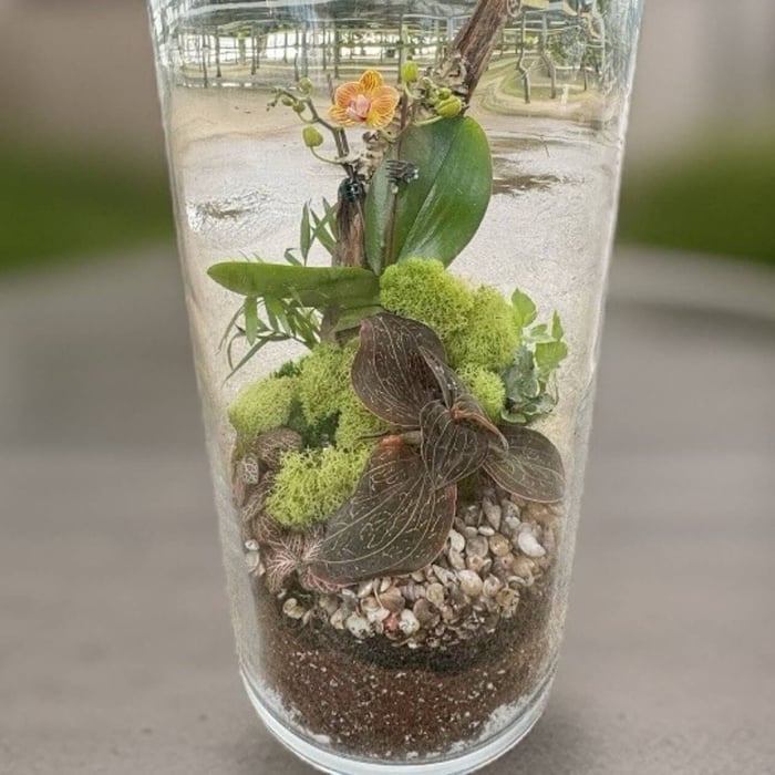 Creating a Stunning Orchid Terrarium with Moss