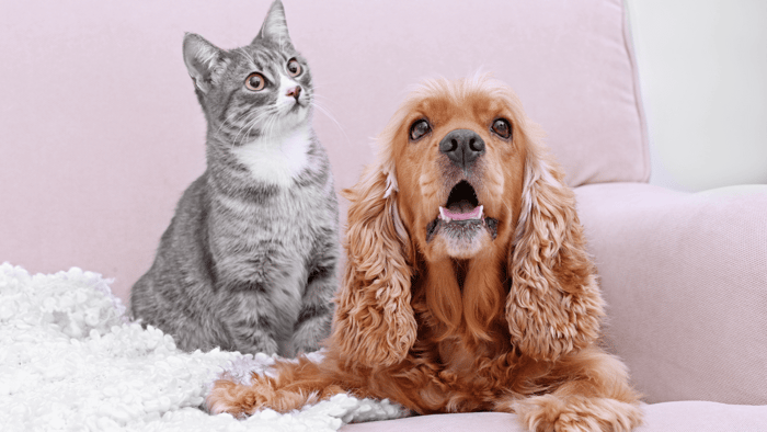 Are Reed Diffusers Safe for Pets?