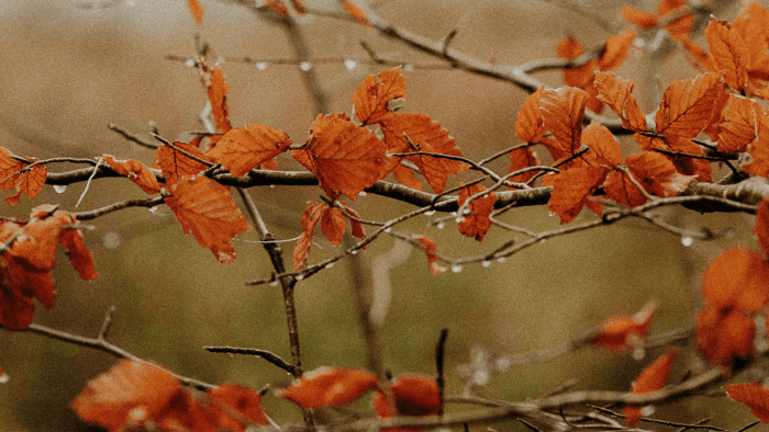 Autumn Scents: How to Build Hype Before Summer Ends