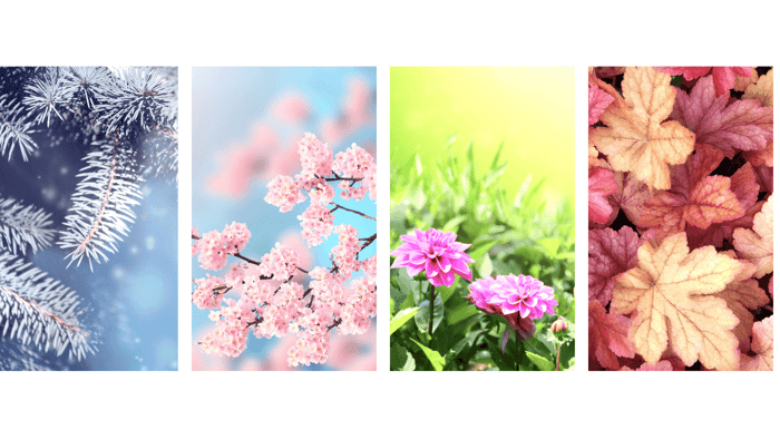 Fragrance Launch: Plan Seasonal Collections with Ease