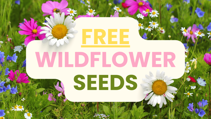 Why We’re Sending Wildflower Seeds this Spring!