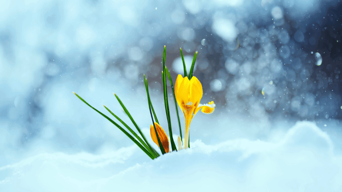 How to Transition Your Brand from Winter to Spring