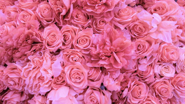 Peony & Blush Suede Fragrance Oil : A Modern Floral Fave