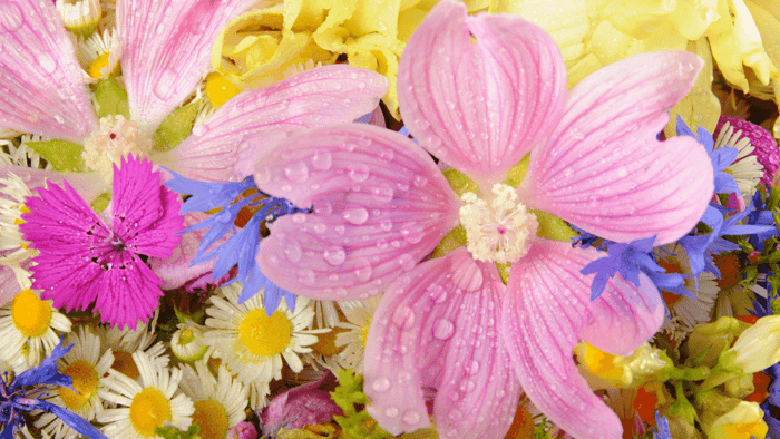 Spring Awakening Fragrance Oil