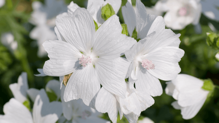 White Musk Fragrance Oil : The Essence of Pure Elegance