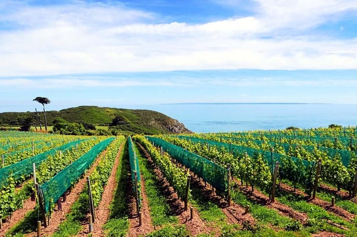 English wine vineyard rows at a stunning coastal vineyard overlooking the sea.