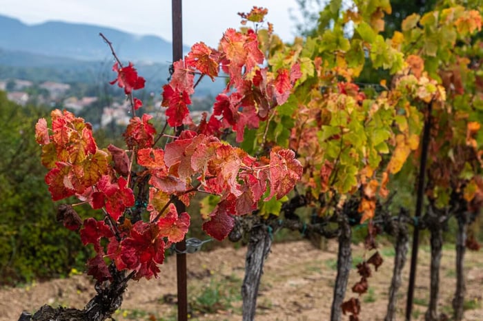 Rhône Wines, a Story of Two Halves