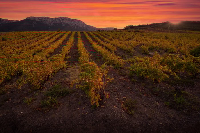 Grape varieties of the Languedoc-Roussillon