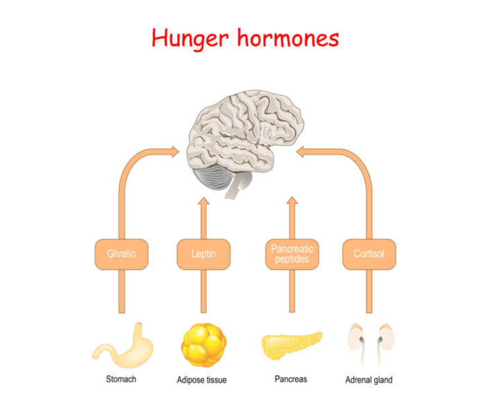 Appetite Control: Essential Oils to Help Hunger Cravings