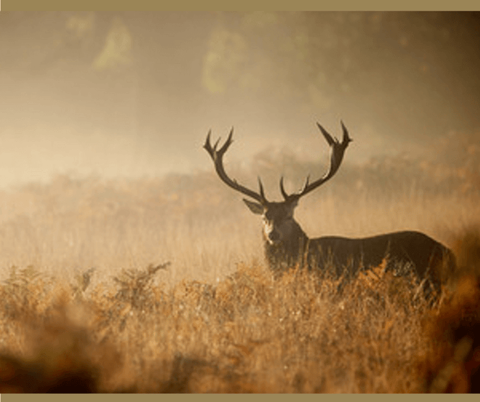 Northridge Oak Deer Hunter Cover Scent