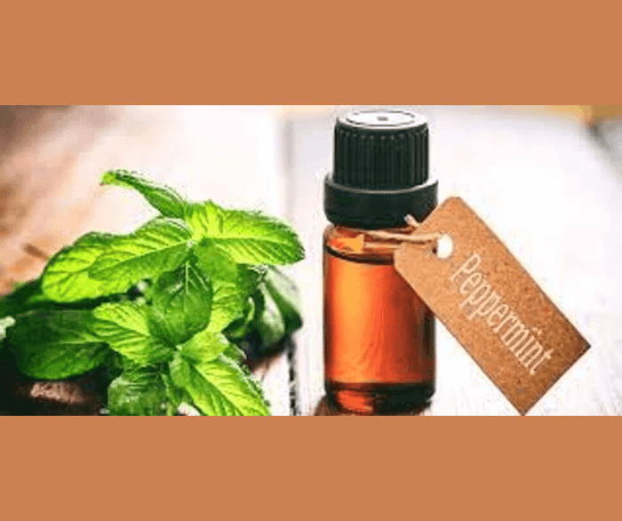 Peppermint Essential Oil: A Remedy for Health & Wellness