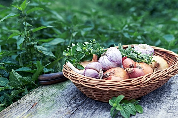 Companion Planting: Onions & Garlic, Rooting For Each Other!