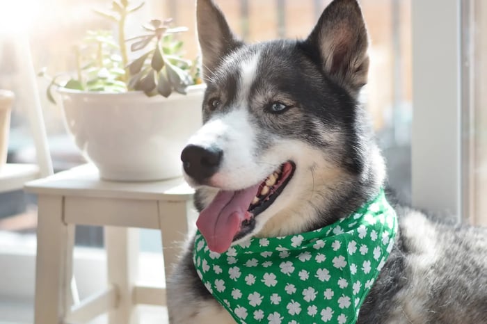A TAIL-WAGGING GUIDE TO ST. PATRICK’S DAY BLISS FOR YOUR DOG