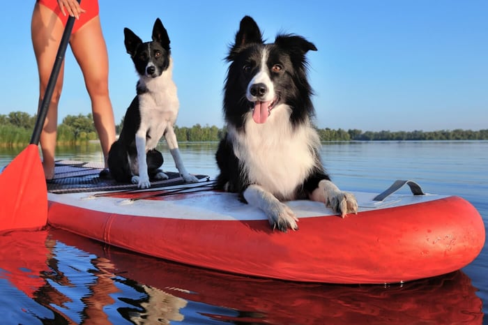 10 BEST DOG FRIENDLY ACTIVITIES FOR LONG WEEKEND FUN