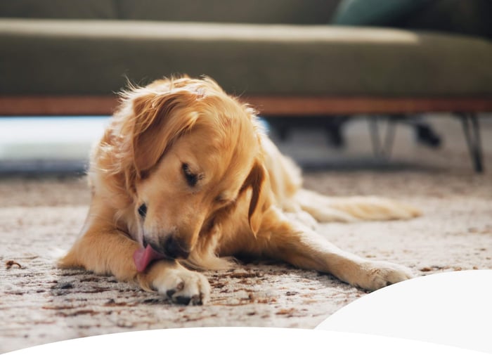 ALLERGIES IN AUTUMN: WHY DOGS GET ITCHY IN SEPTEMBER