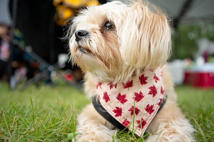 Canada Day dog activities featuring festive games and hydration tips