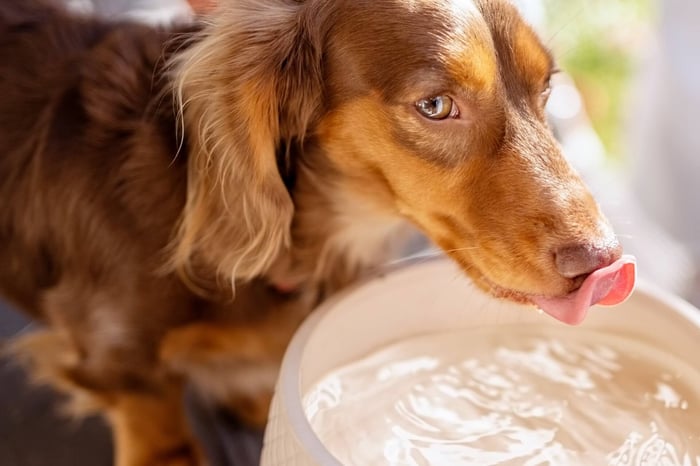 HYDRATION 101: KEEPING YOUR DOG COOL AND HYDRATED