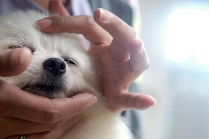 MINDFUL MOMENTS: RELAXATION TECHNIQUES FOR DOGS