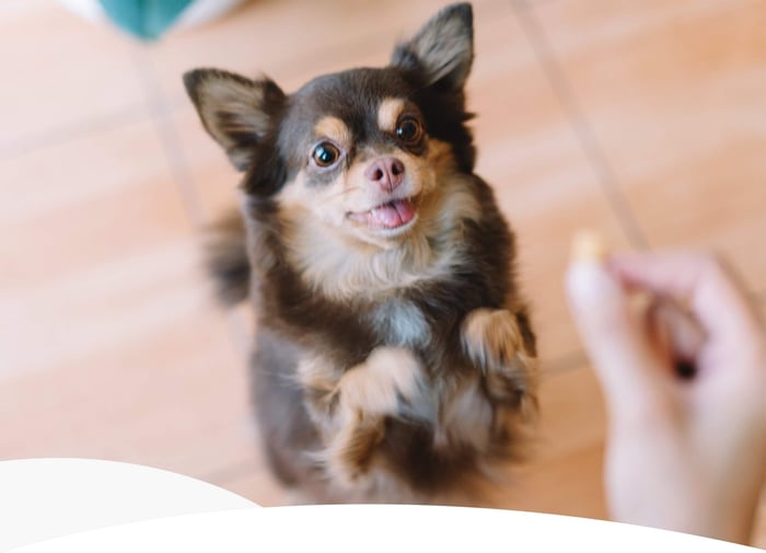 THE PERFECT BALANCE OF FUN AND FUNCTIONAL DOG TREATS