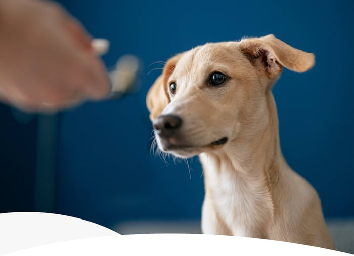 dog treats that promote wellness