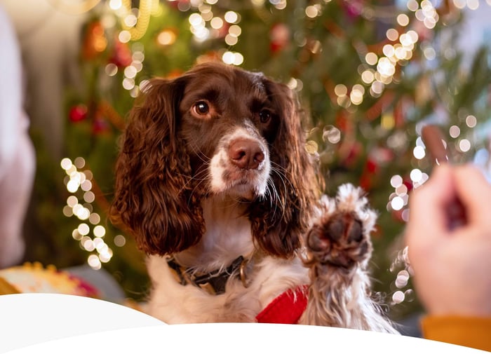 12 DAYS OF TREATS: A COUNTDOWN CALENDAR FOR DOGS