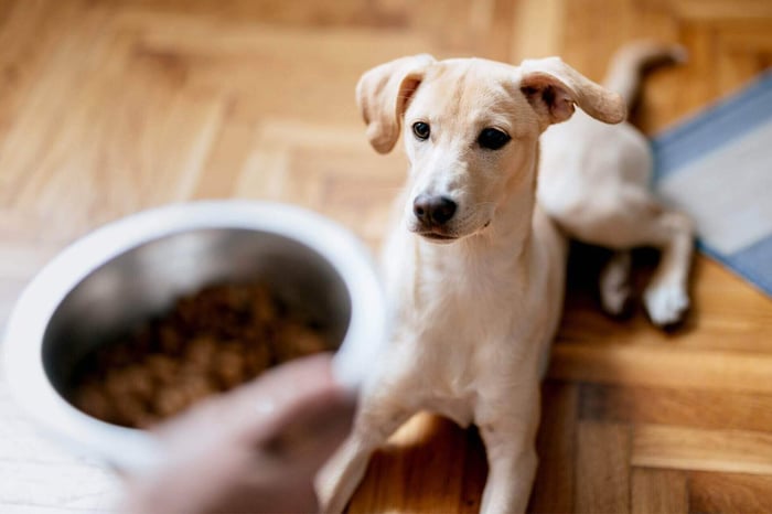 DOG FOOD TOPPERS ARE MORE THAN JUST A TREND