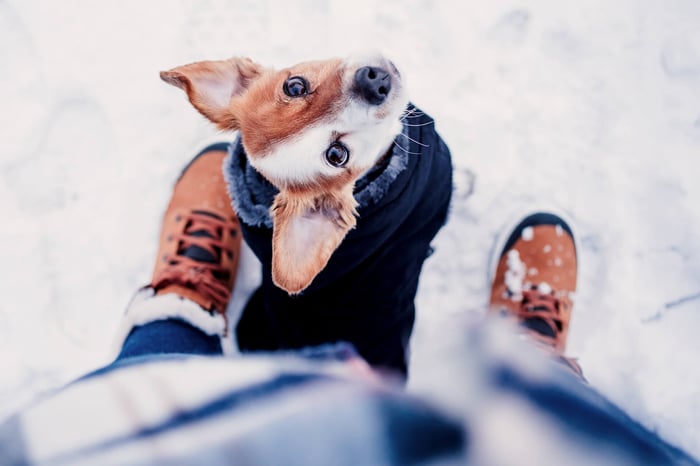 SNOW DAY FUN: OUTDOOR WINTER ACTIVITIES YOUR DOG WILL LOVE