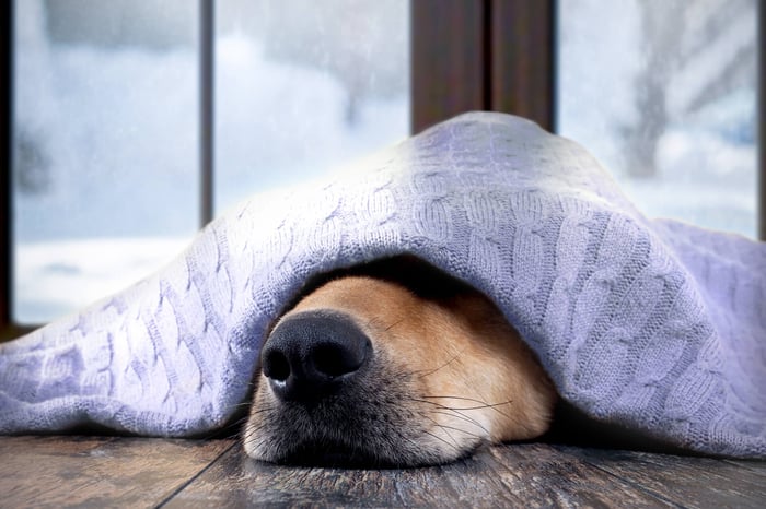 LIFE ON PAWS: 5 DOG BREEDS THAT LOVE WINTER AND 5 BREEDS THAT DON'T