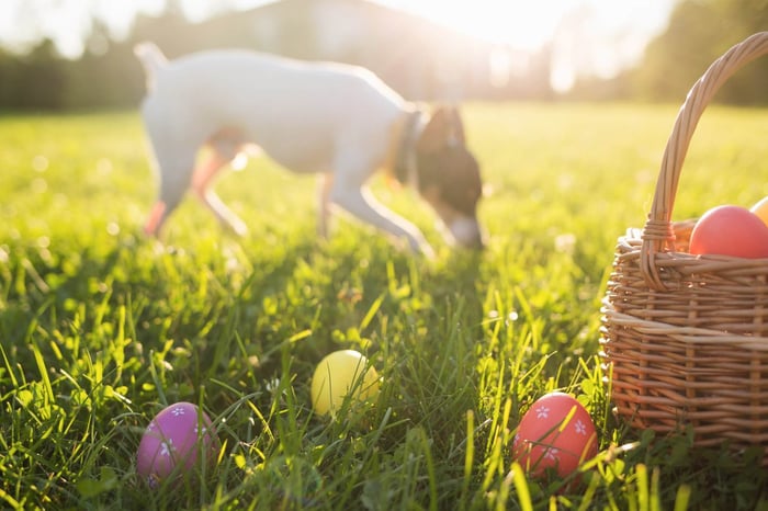 EASTER EGG HUNT FOR DOGS: A PUP-FRIENDLY CELEBRATION