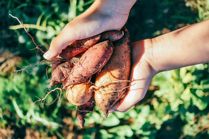NORTH CAROLINA SWEET POTATOES : CONSCIOUS CORNER