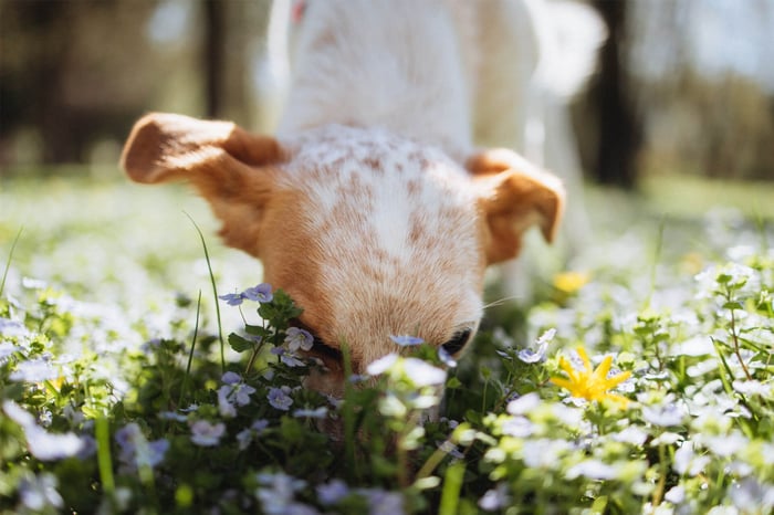 NOSE WORK GAMES AND SPRING ACTIVITIES FOR DOGS