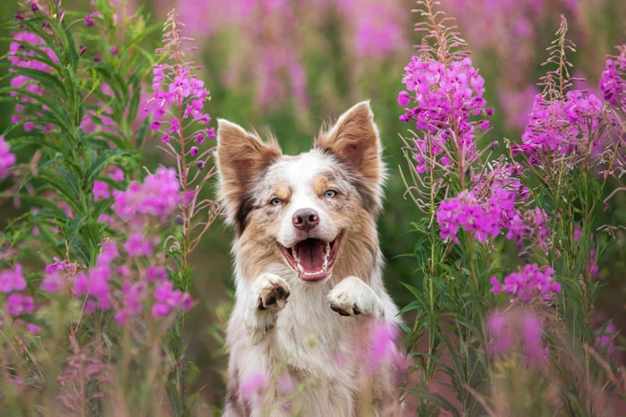 PET PERSONALITIES: FAVOURITE SPRING ACTIVITIES