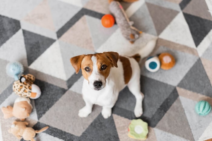 SPRING CLEANING DOG TOYS: SAFE PLAY TIPS