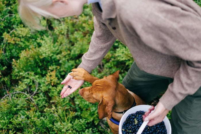 TOP SUPERFOODS FOR DOGS: BUILDING A HEART-HEALTHY DIET