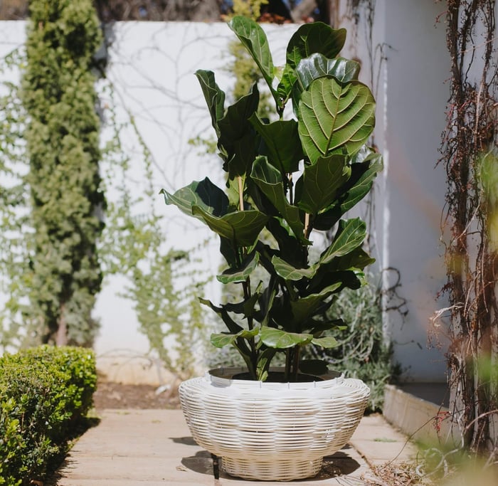 Breathing Easy: How Clean Air Begins With Conscious Choices