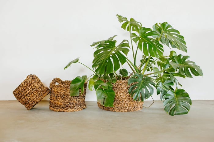 June at Mo’s Crib: A Celebration of Sustainability in Action