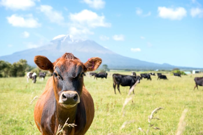 New Zealand Grass-Fed Thyroid Glandular Supplement: Why Sourcing Quality Matters