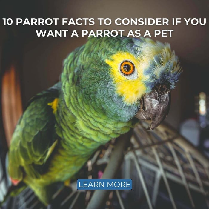 10 Parrot Facts to Consider if You Want a Pet Parrot