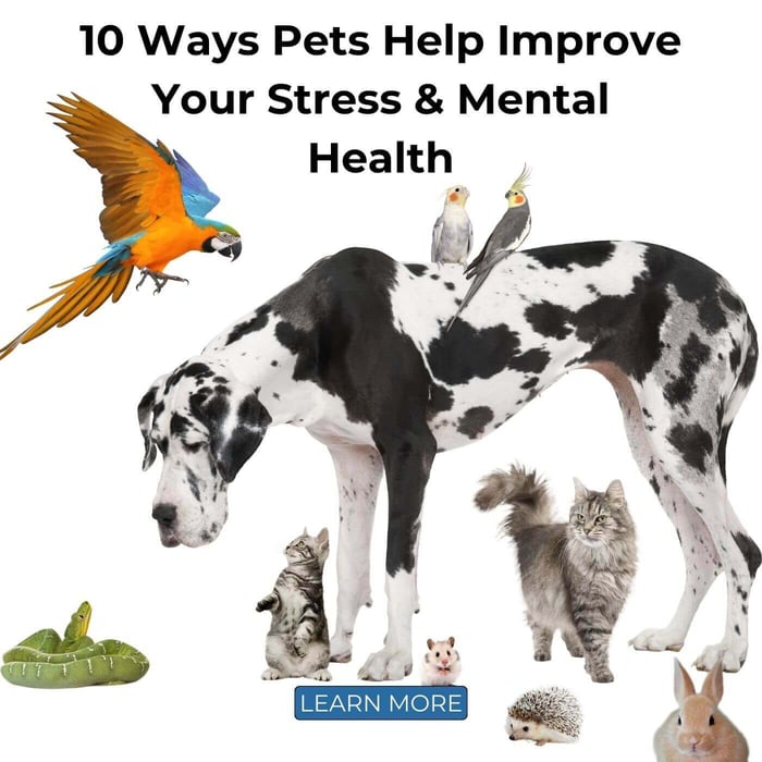 10 Ways Pets Help Improve Your Stress & Mental Health