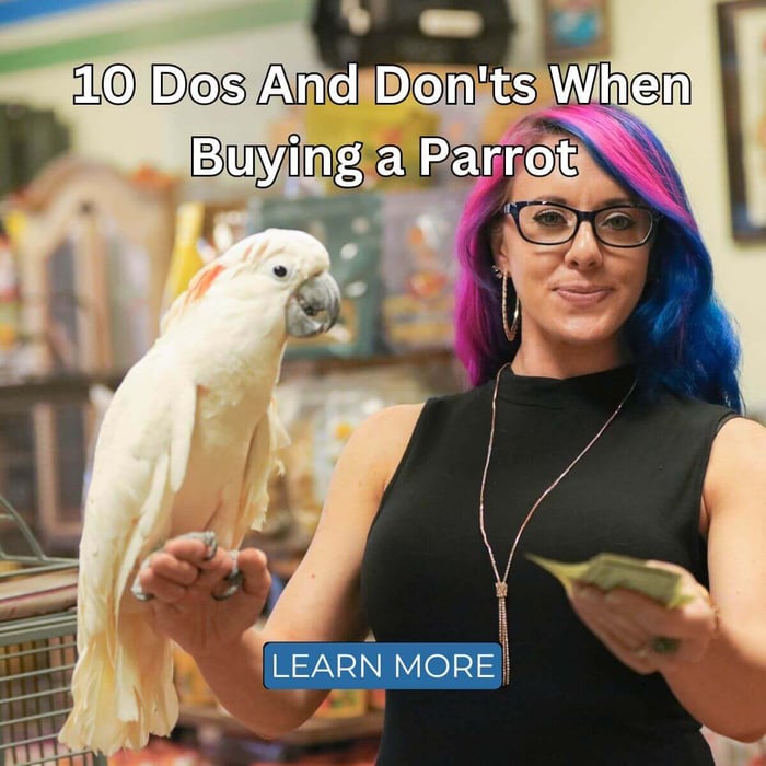 10 Dos And Don'ts When Buying a Parrot