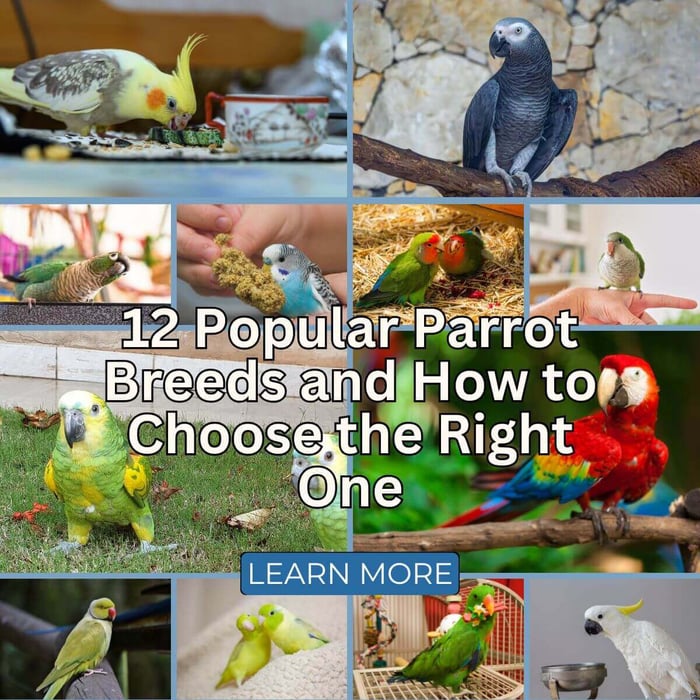 12 Popular Parrot Breeds and How to Choose the Right One