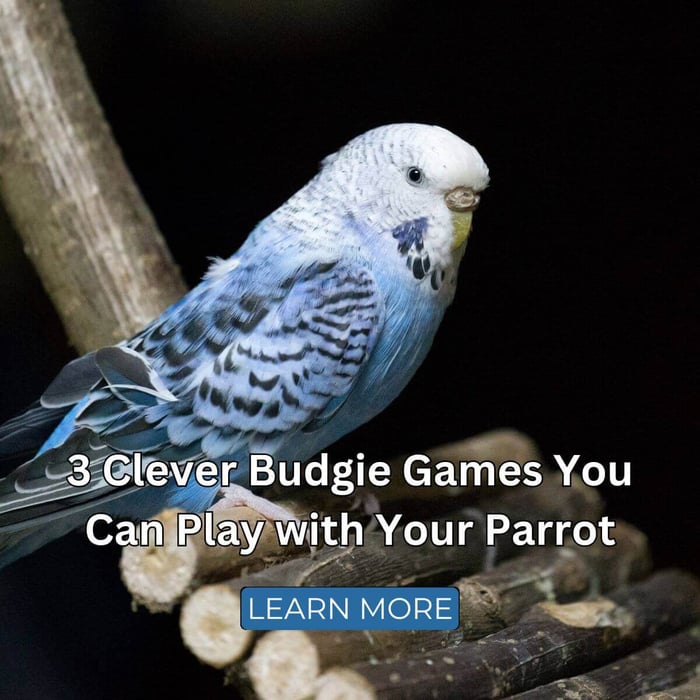 3 Clever Budgie Games You Can Play with Your Parrot
