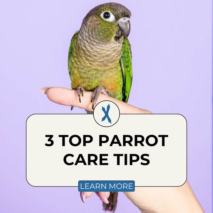 3 Top Parrot Care Tips