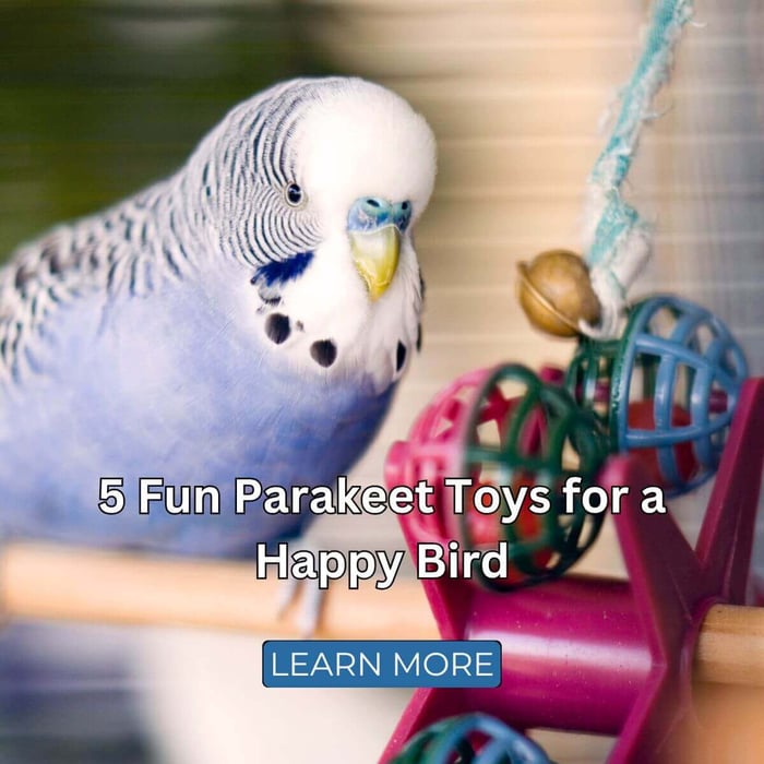 5 Fun Parakeet Toys for a Happy Bird