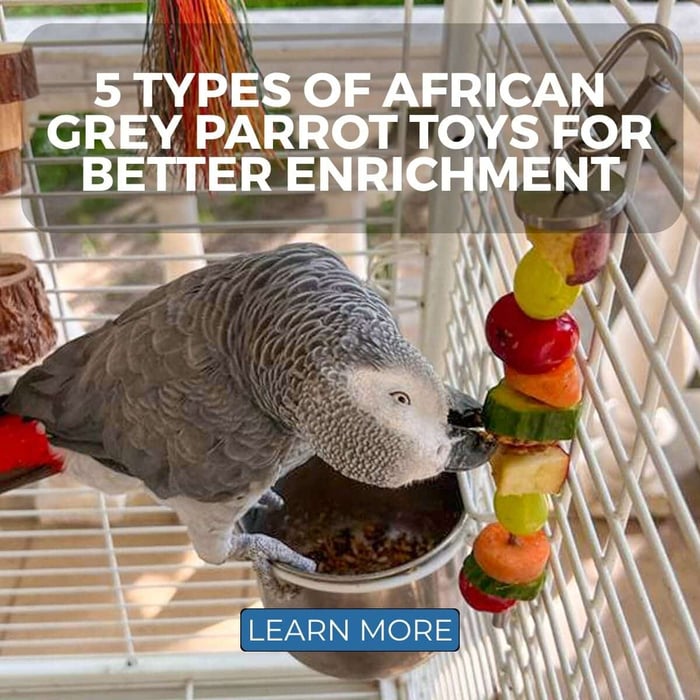 5 Types Of African Grey Parrot Toys For Better Enrichment