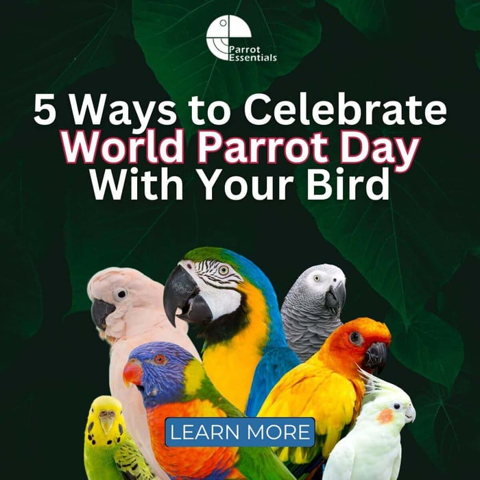 5 Ways to Celebrate World Parrot Day With Your Bird