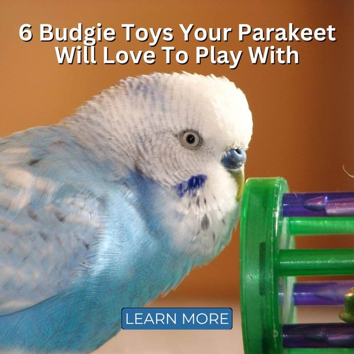 6 Budgie Toys Your Parakeet Will Love To Play With