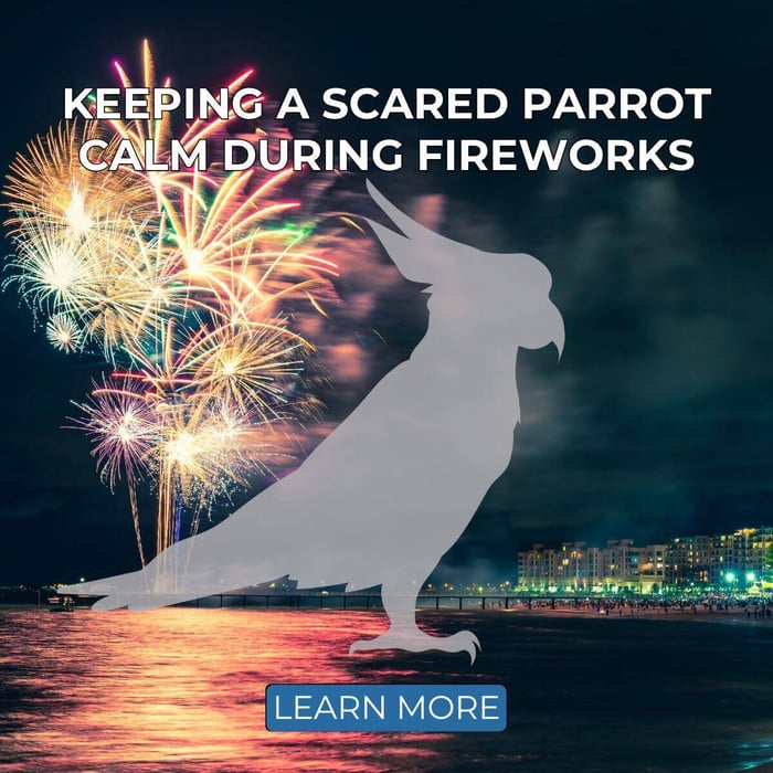 7 Tips for Keeping a Scared Parrot Calm During Fireworks