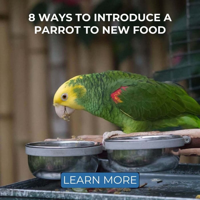 8 Ways to Introduce a Parrot to New Food
