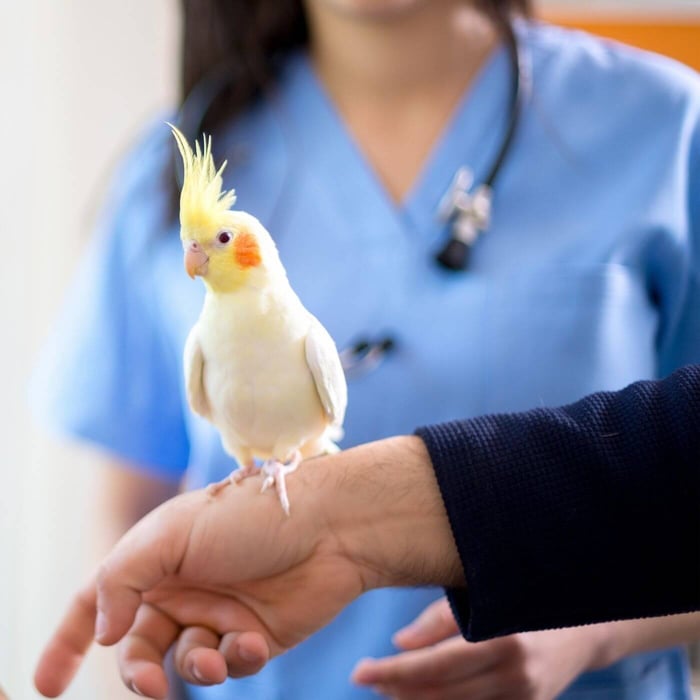 Avian Vets Directory in the UK - Parrot Essentials